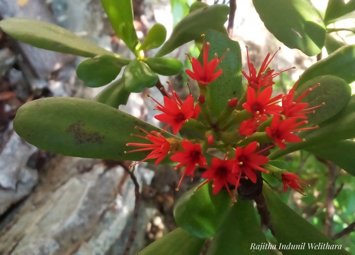 Lumnitzera littorea (Jack) Voigt